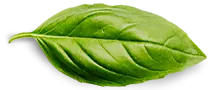 Головна Basil Leaf